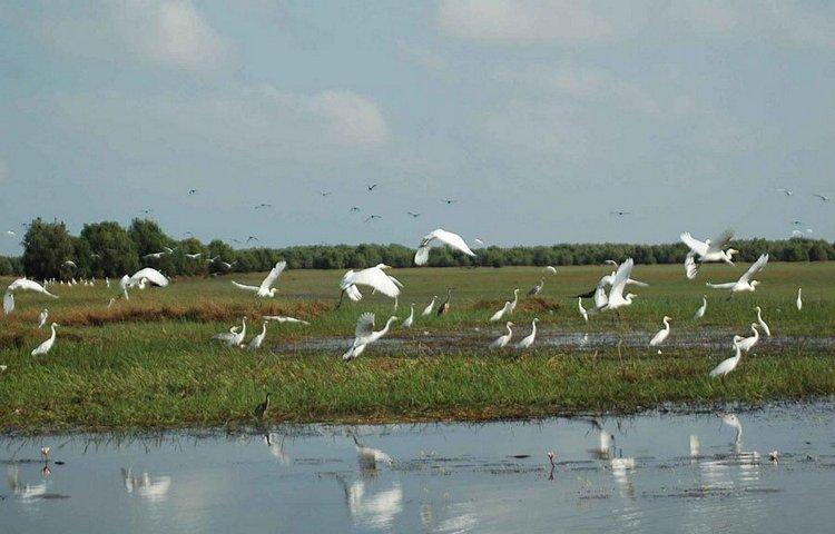 Tra Su Bird Sanctuary
