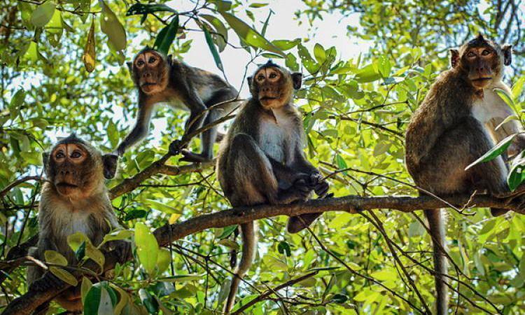 Cat Ba National Park Halong Bay