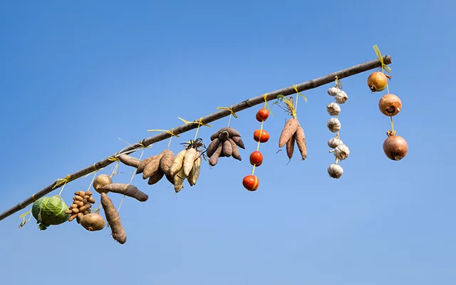 cay beo for advertising