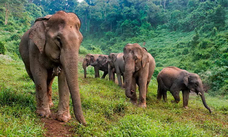 Elephant Conservation Center Adventure
