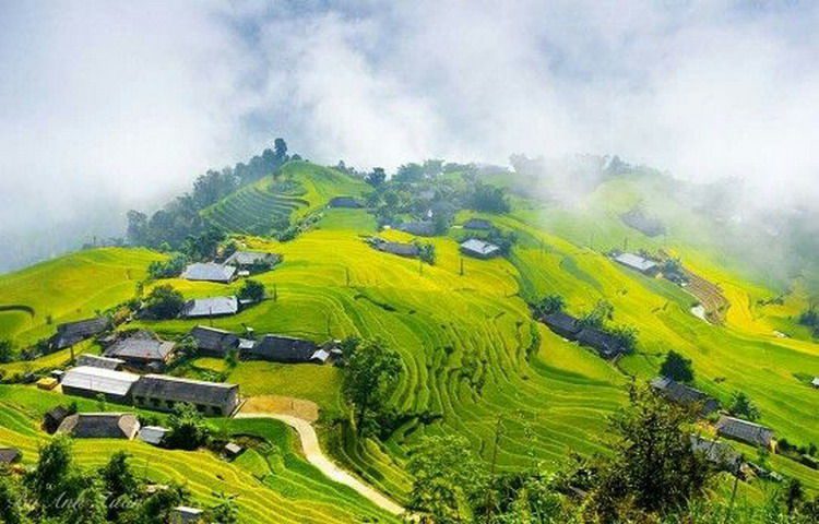 Ha_Giang_ Green-terraced-rice-fields