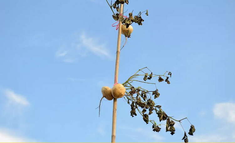 Cay Beo - a pole hanging kinds of fruits or goods that local people sell in Cai Rang Floating Market